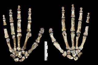 Первые похороны в истории: загадка Homo naledi