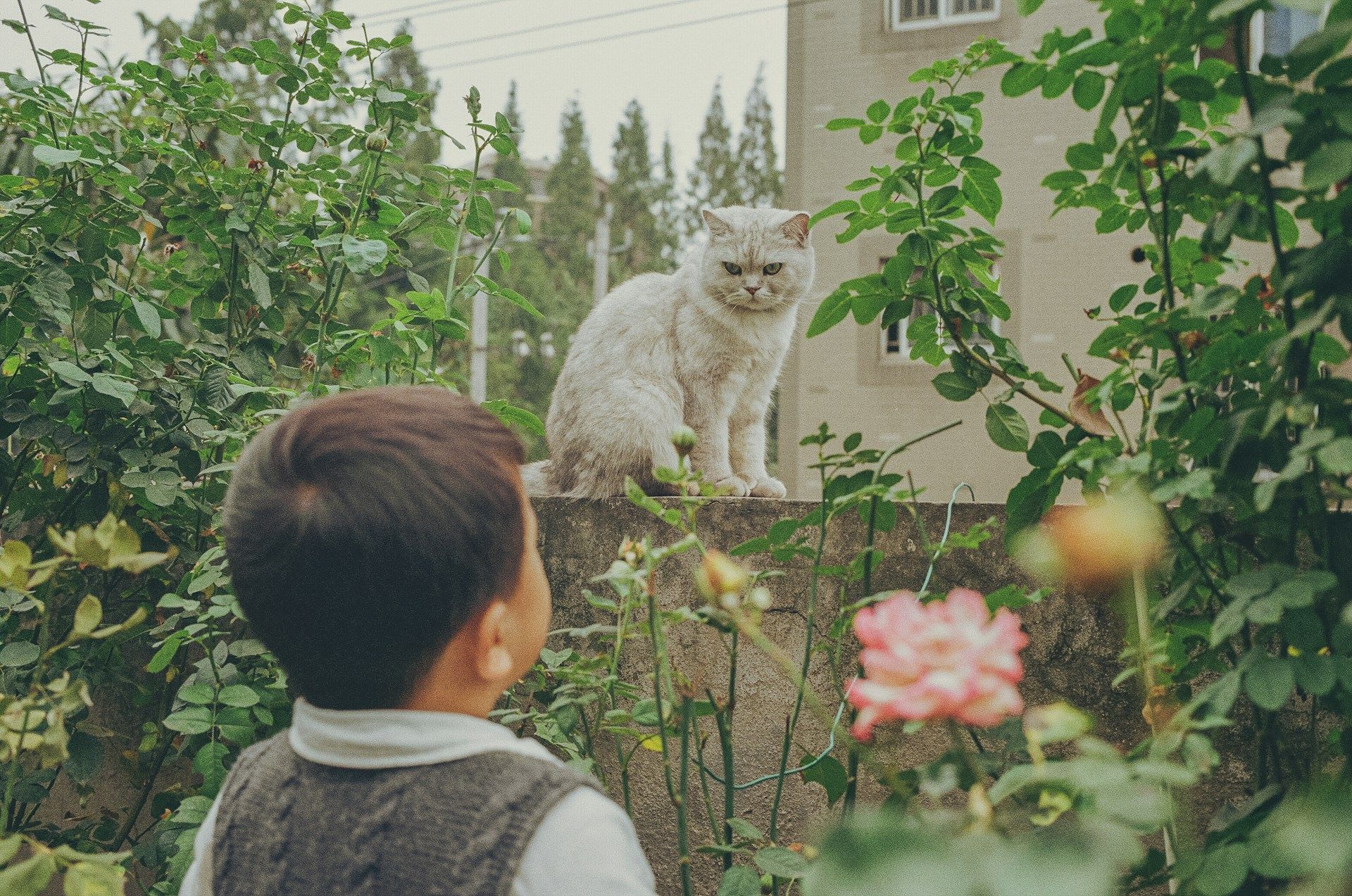 коты, кошки, детская психика, ментальное здоровье, кошка в доме