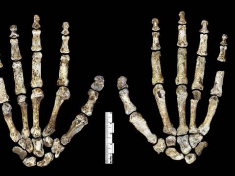 Первые похороны в истории: загадка Homo naledi
