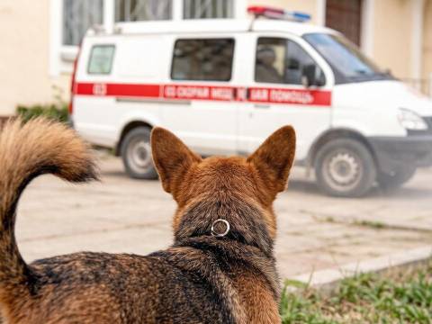 Собака Белка сбежала из дома и доехала до Тольятти, куда госпитализировали её хозяйку